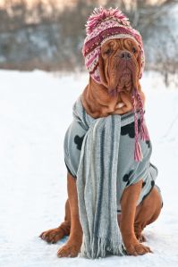 dog_in_snow_(wellness_com)