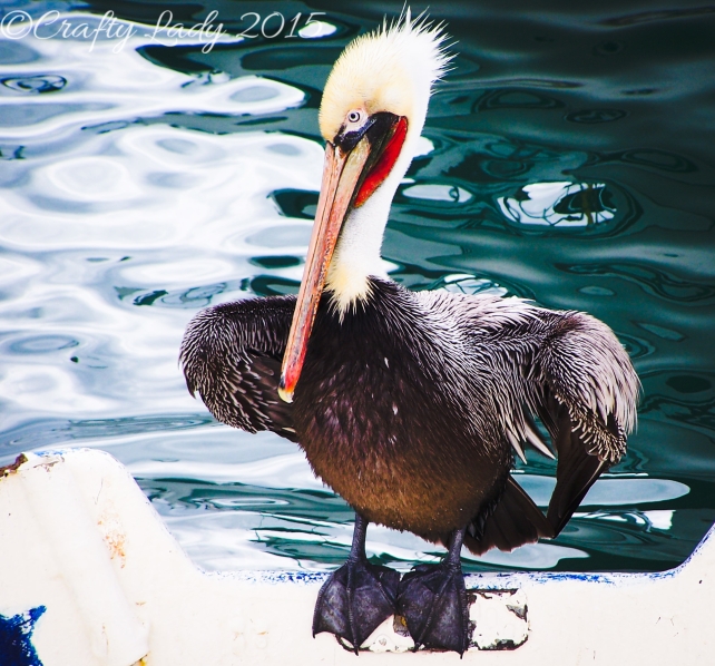 Pelican In Cabo San Lucas
