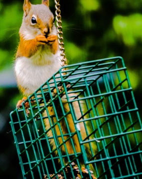 squirrel on cage_edited